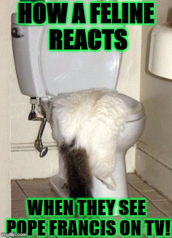 HOW A FELINE REACTS; WHEN THEY SEE POPE FRANCIS ON TV! | image tagged in puking cat | made w/ Imgflip meme maker