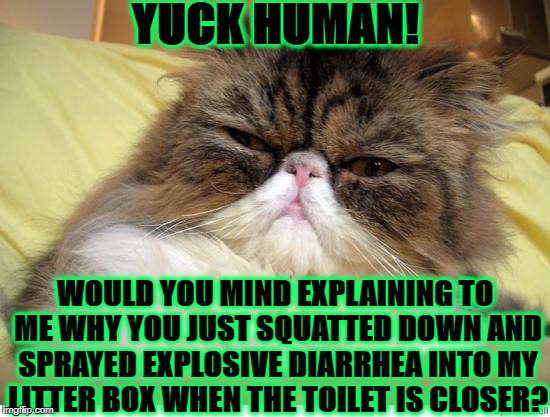 YUCK HUMAN! WOULD YOU MIND EXPLAINING TO ME WHY YOU JUST SQUATTED DOWN AND SPRAYED EXPLOSIVE DIARRHEA INTO MY LITTER BOX WHEN THE TOILET IS CLOSER? | image tagged in disgusted persian | made w/ Imgflip meme maker