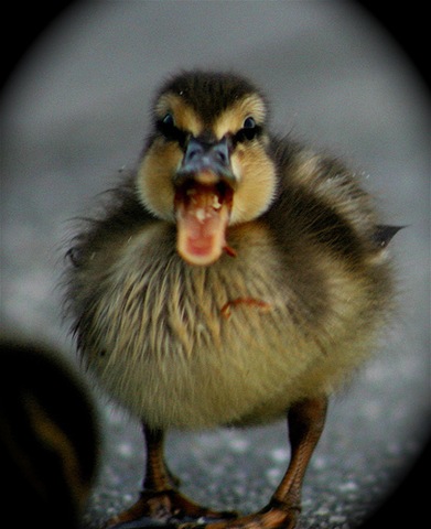 Angry Duck Blank Meme Template