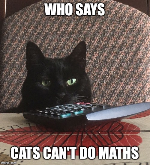 Calculator Cat | WHO SAYS; CATS CAN'T DO MATHS | image tagged in calculator cat,memes,cat memes | made w/ Imgflip meme maker