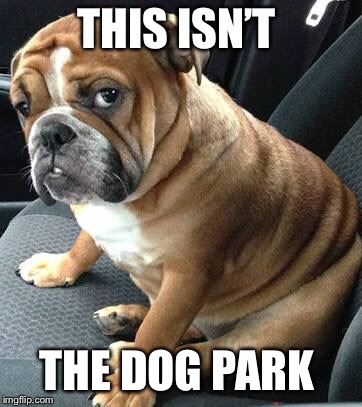 THIS ISN’T; THE DOG PARK | image tagged in bad pun dog,dog,funny memes,funny dog memes,funny animals | made w/ Imgflip meme maker
