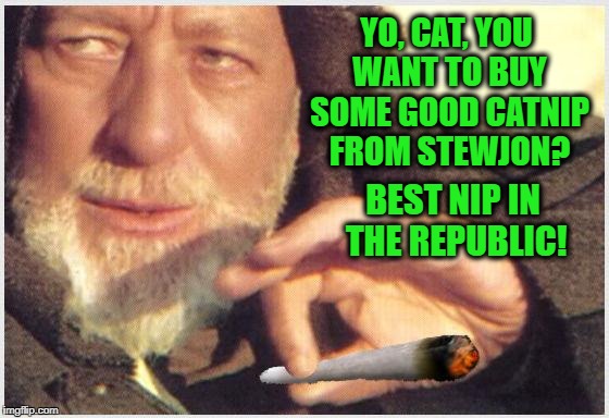 Hey, kitty, Obi Wan Kenobi has some kick-ass catnip for sale | YO, CAT, YOU WANT TO BUY SOME GOOD CATNIP FROM STEWJON? BEST NIP IN THE REPUBLIC! | image tagged in obi wan kenobi,memes,marijuana,catnip,weed man,happy cat | made w/ Imgflip meme maker