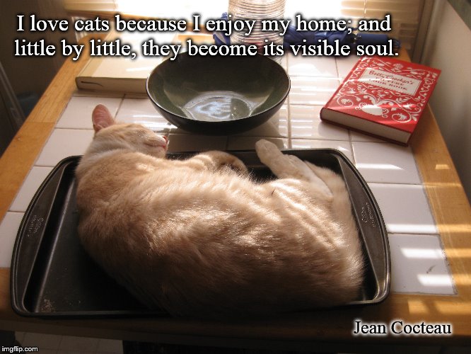 George Cat | I love cats because I enjoy my home; and little by little, they become its visible soul. Jean Cocteau | image tagged in love,cats,soul,home | made w/ Imgflip meme maker
