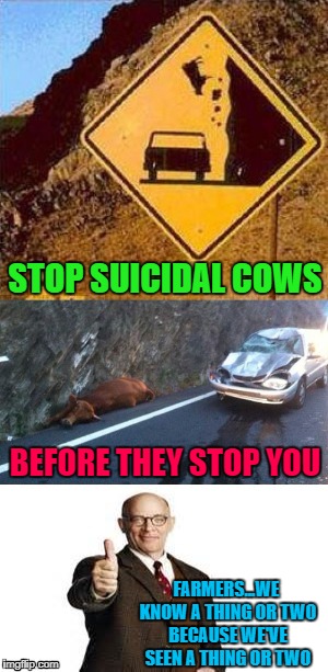 Save the cows and save yourself!!! | STOP SUICIDAL COWS; BEFORE THEY STOP YOU; FARMERS...WE KNOW A THING OR TWO BECAUSE WE'VE SEEN A THING OR TWO | image tagged in suicidal cows,memes,funny signs,farmers insurance,funny,animals | made w/ Imgflip meme maker