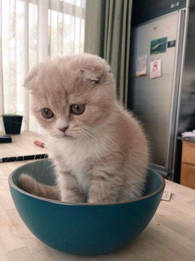 bowl of sad kittie Blank Meme Template