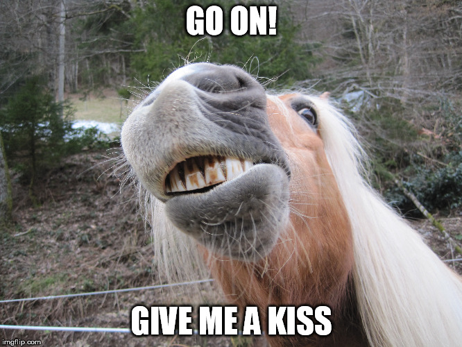 Horse | GO ON! GIVE ME A KISS | image tagged in horse kiss love | made w/ Imgflip meme maker