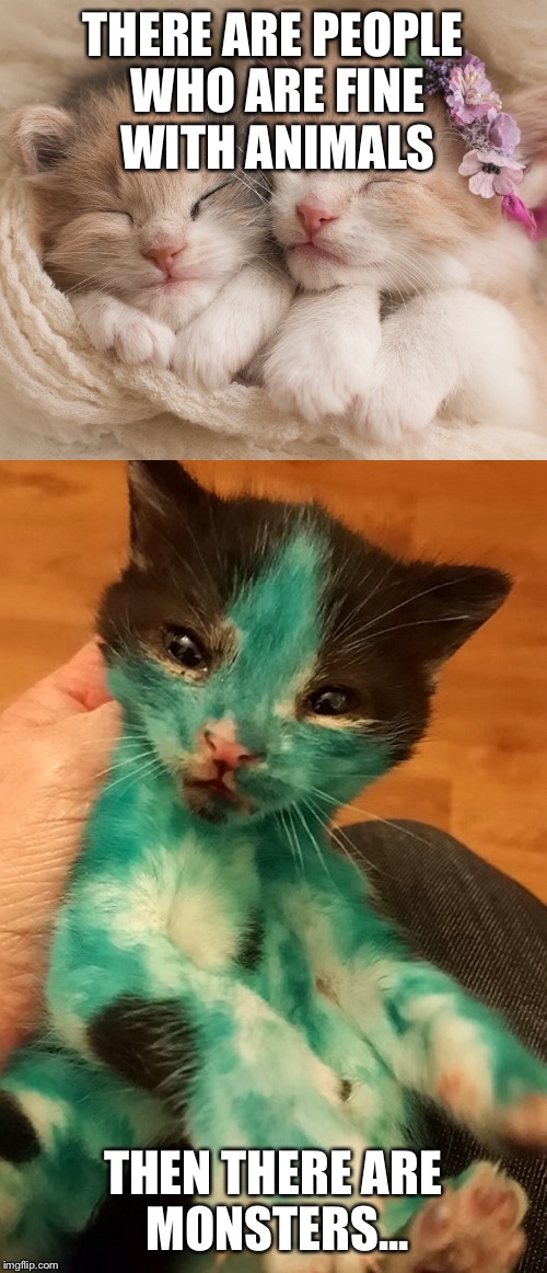 Anyone else think that this is animal cruelty level two? | THERE ARE PEOPLE WHO ARE FINE WITH ANIMALS; THEN THERE ARE MONSTERS... | image tagged in kittens,sad | made w/ Imgflip meme maker