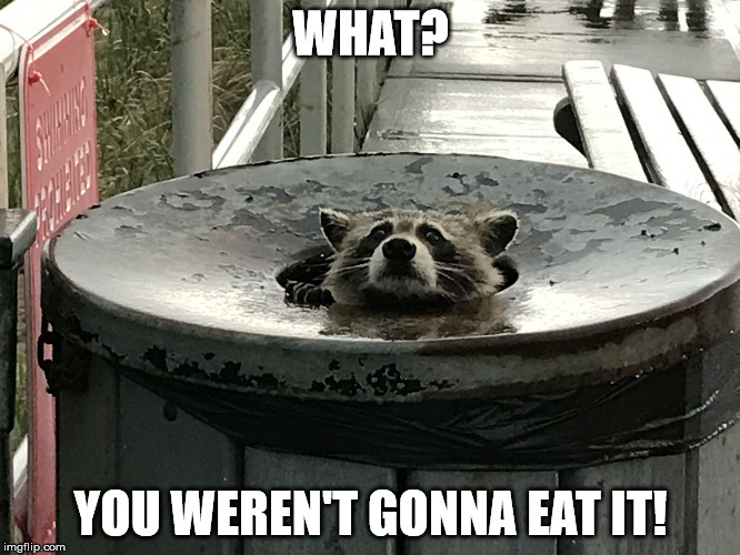 Trash panda | WHAT? YOU WEREN'T GONNA EAT IT! | image tagged in trash panda | made w/ Imgflip meme maker