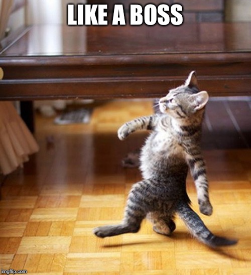 Cat Walking Like A Boss | LIKE A BOSS | image tagged in cat walking like a boss | made w/ Imgflip meme maker