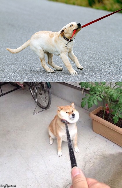 Yes No Doge Won’t Go Blank Meme Template