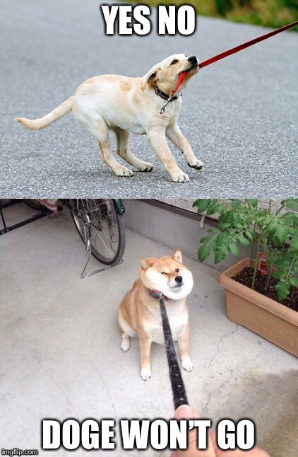 Yes No Doge Won’t Go | YES NO DOGE WON’T GO | image tagged in yes no doge wont go | made w/ Imgflip meme maker