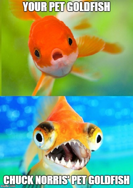 Chuck Norris' pet goldfish | YOUR PET GOLDFISH; CHUCK NORRIS' PET GOLDFISH | image tagged in memes,goldfish,chuck norris,pets | made w/ Imgflip meme maker