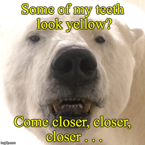 Come closer, closer, closer | Some of my teeth look yellow? Come closer, closer, closer . . . | image tagged in polar bear,polar bear teeth | made w/ Imgflip meme maker