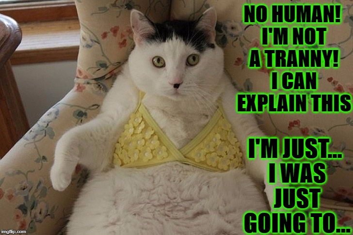 TRANNY CAT | NO HUMAN! I'M NOT A TRANNY! I CAN EXPLAIN THIS; I'M JUST... I WAS JUST GOING TO... | image tagged in tranny cat | made w/ Imgflip meme maker