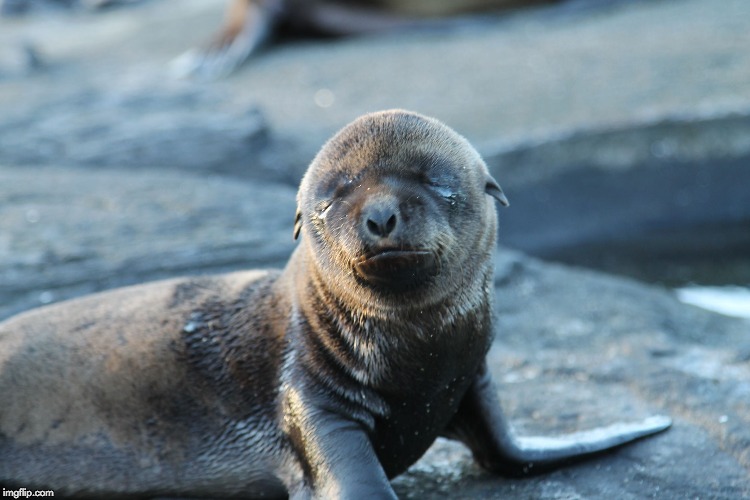 self-pitying sea lion | image tagged in self-pitying sea lion | made w/ Imgflip meme maker