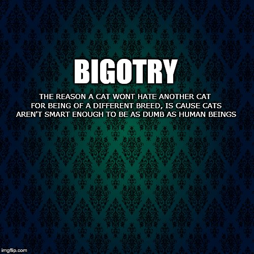Intolerance of Differences | THE REASON A CAT WONT HATE ANOTHER CAT FOR BEING OF A DIFFERENT BREED, IS CAUSE CATS AREN'T SMART ENOUGH TO BE AS DUMB AS HUMAN BEINGS; BIGOTRY | image tagged in prejudice,bigotry,racism,hate,human,cats | made w/ Imgflip meme maker