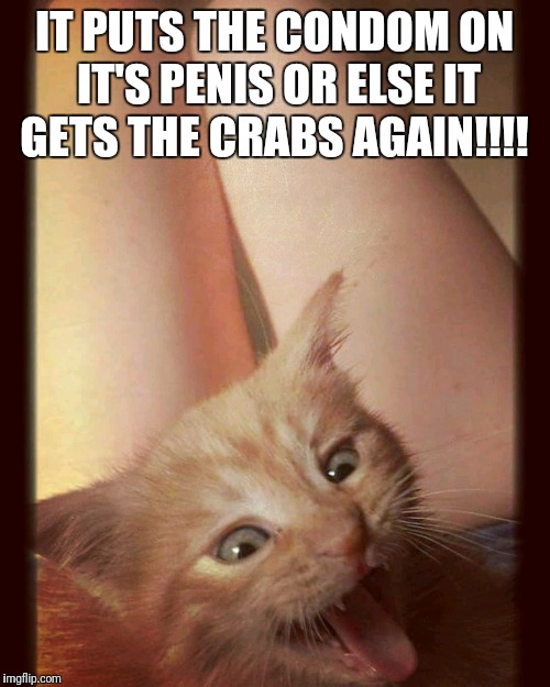 Angry pussy | IT PUTS THE CONDOM ON IT'S PENIS OR ELSE IT GETS THE CRABS AGAIN!!!! | image tagged in angry pussy,crabs,std,safe sex | made w/ Imgflip meme maker