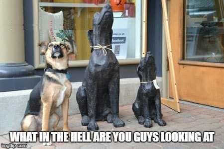 Look up in the air! | image tagged in funny dogs,what are you guys looking at | made w/ Imgflip meme maker