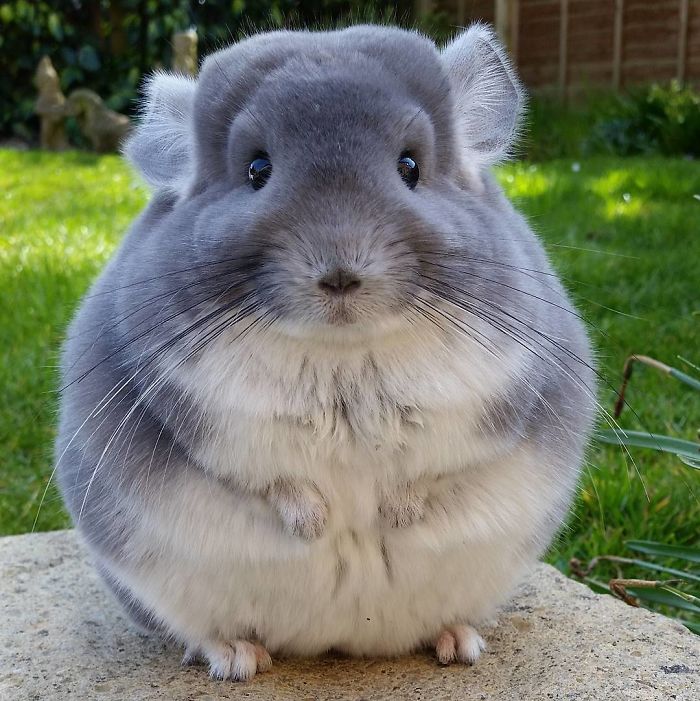 Come through Chinchilla Blank Meme Template