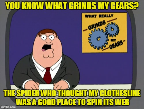 Not the Smartest Lil' Critter Out There | YOU KNOW WHAT GRINDS MY GEARS? THE SPIDER WHO THOUGHT MY CLOTHESLINE WAS A GOOD PLACE TO SPIN ITS WEB | image tagged in memes,peter griffin news,laundry,chores,spider,eeek | made w/ Imgflip meme maker
