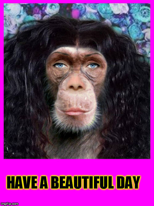 HAVE A BEAUTIFUL DAY | image tagged in monkey,chimpanzee,chimp,beautiful,pretty,lovely | made w/ Imgflip meme maker