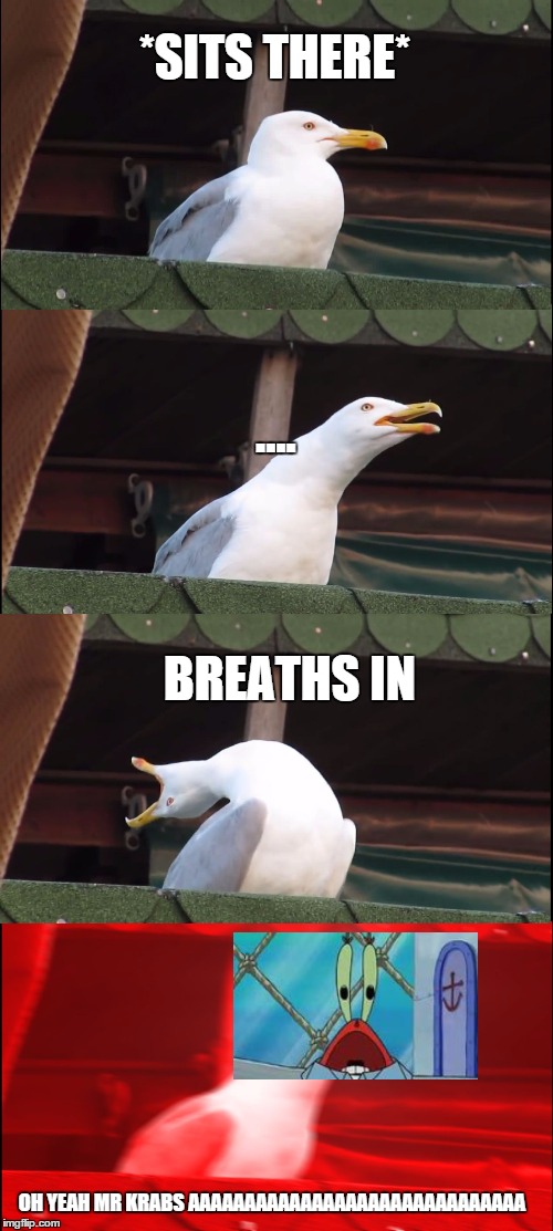Inhaling Seagull Meme | *SITS THERE*; .... BREATHS IN; OH YEAH MR KRABS AAAAAAAAAAAAAAAAAAAAAAAAAAAAAA | image tagged in memes,inhaling seagull | made w/ Imgflip meme maker