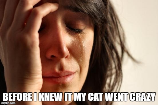 First World Problems Meme | BEFORE I KNEW IT MY CAT WENT CRAZY | image tagged in memes,first world problems | made w/ Imgflip meme maker