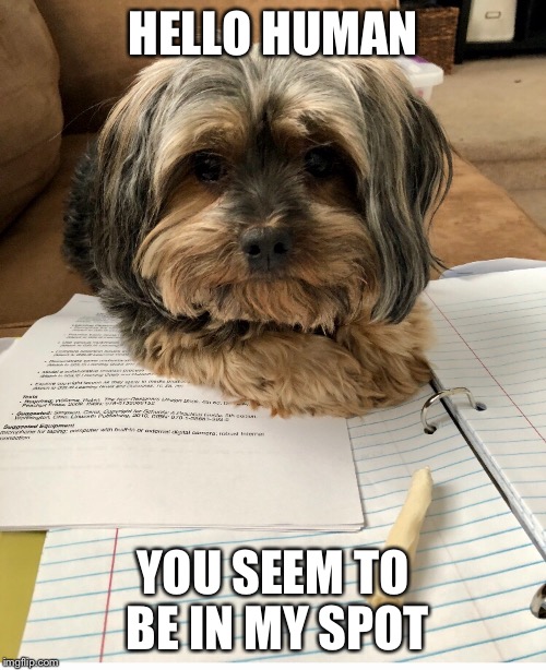 HELLO HUMAN; YOU SEEM TO BE IN MY SPOT | image tagged in dog memes,relatable | made w/ Imgflip meme maker
