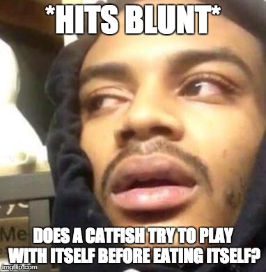 Stoner thinking about Catfish | *HITS BLUNT*; DOES A CATFISH TRY TO PLAY WITH ITSELF BEFORE EATING ITSELF? | image tagged in hits blunt,memes,funny,catfish,eating,play | made w/ Imgflip meme maker