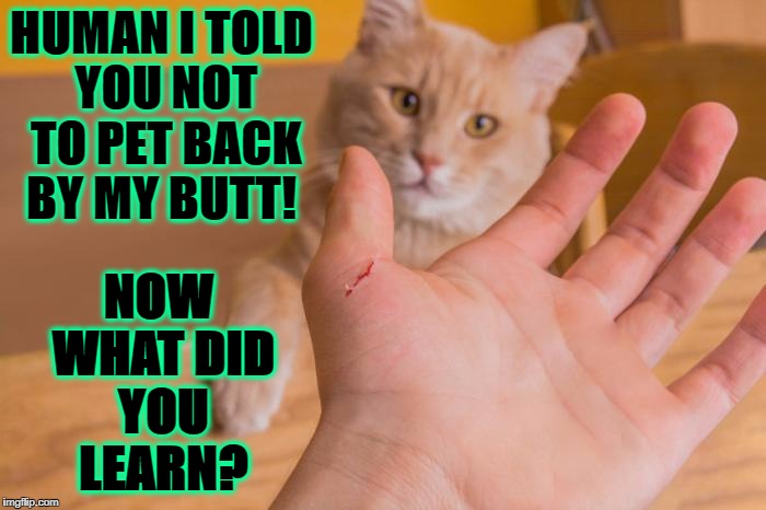 NOW WHAT DID YOU LEARN? HUMAN I TOLD YOU NOT TO PET BACK BY MY BUTT! | image tagged in cat discipline | made w/ Imgflip meme maker
