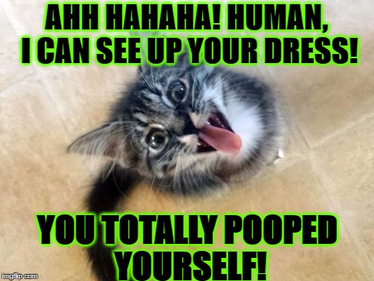AHH HAHAHA! HUMAN, I CAN SEE UP YOUR DRESS! YOU TOTALLY POOPED YOURSELF! | image tagged in poopy pants | made w/ Imgflip meme maker