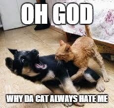 Cat Dog Fight | OH GOD; WHY DA CAT ALWAYS HATE ME | image tagged in cat dog fight | made w/ Imgflip meme maker
