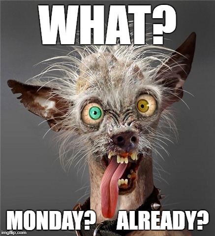Me Monday morning | WHAT? MONDAY?     ALREADY? | image tagged in me monday morning | made w/ Imgflip meme maker