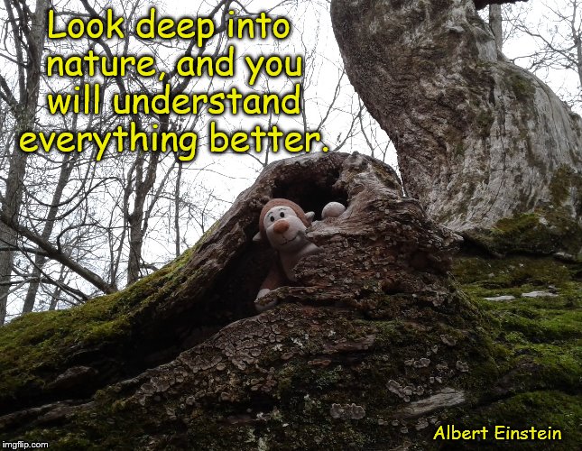 Look Deep Into Nature | Look deep into nature, and you will understand everything better. Albert Einstein | image tagged in nature,understanding,albert einstein | made w/ Imgflip meme maker