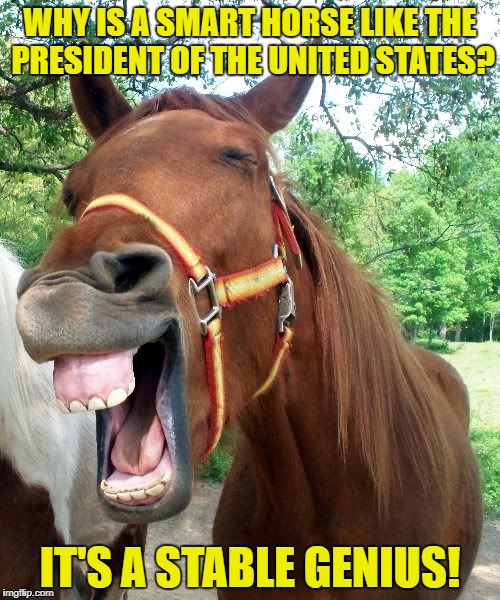 I'm all horse with laughter! | WHY IS A SMART HORSE LIKE THE PRESIDENT OF THE UNITED STATES? IT'S A STABLE GENIUS! | image tagged in laughing horse,trump,donald trump,stable genius | made w/ Imgflip meme maker
