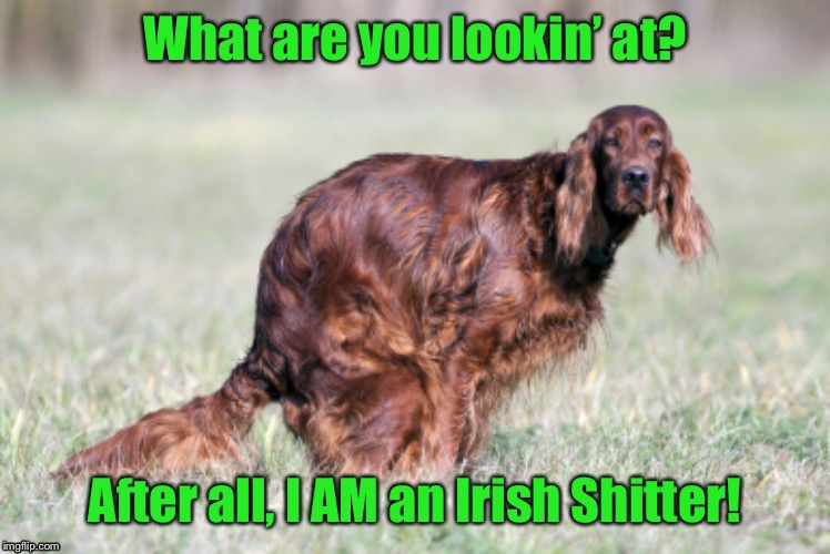 What breed you didn’t see televised at the Westminster Kennel Club dog shows | . | image tagged in memes,irish setter,crap,dog,westminster kennel club,funny memes | made w/ Imgflip meme maker