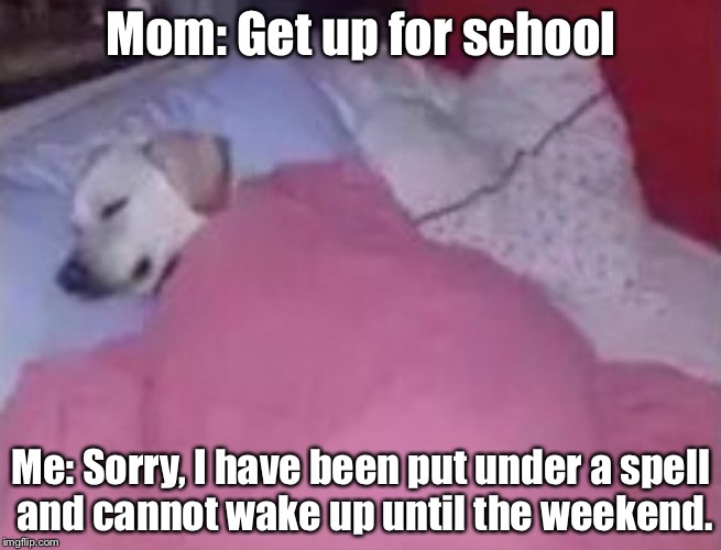 Sleeping Dog | Mom: Get up for school; Me: Sorry, I have been put under a spell and cannot wake up until the weekend. | image tagged in sleeping doggo,sleep,dog,doggo,dogs,bed | made w/ Imgflip meme maker