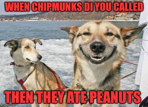 Happy dog face | WHEN CHIPMUNKS DI YOU CALLED THEN THEY ATE PEANUTS | image tagged in happy dog face | made w/ Imgflip meme maker