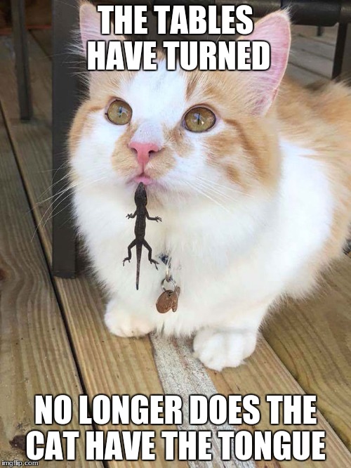 In a drastic change of events it appears that the LIZARD has got the tongue  | THE TABLES HAVE TURNED; NO LONGER DOES THE CAT HAVE THE TONGUE | image tagged in lizard got cat's tongue,lizard,cat | made w/ Imgflip meme maker