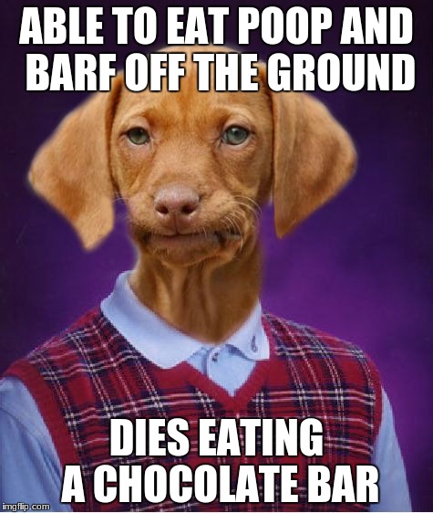 Bad Luck Raydog | ABLE TO EAT POOP AND BARF OFF THE GROUND; DIES EATING A CHOCOLATE BAR | image tagged in bad luck raydog | made w/ Imgflip meme maker