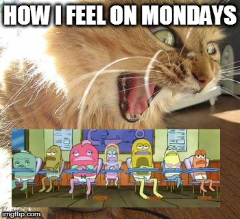 angry cat | HOW I FEEL ON MONDAYS | image tagged in angry cat | made w/ Imgflip meme maker