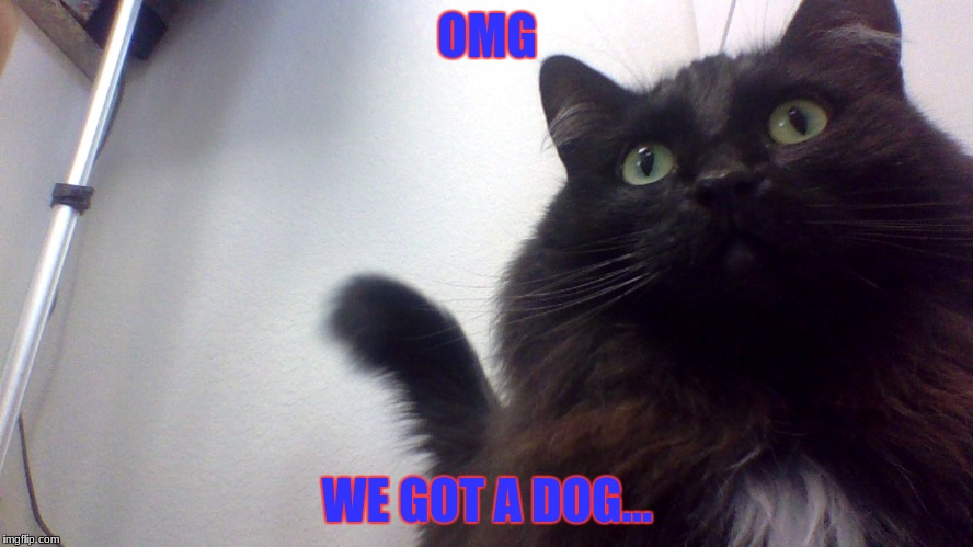 OMG; WE GOT A DOG... | made w/ Imgflip meme maker