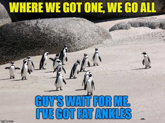 WHERE WE GOT ONE, WE GO ALL; GUY'S WAIT FOR ME. I'VE GOT FAT ANKLES | image tagged in i've got fat ankles | made w/ Imgflip meme maker