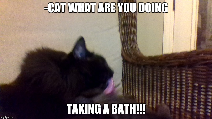 -CAT WHAT ARE YOU DOING; TAKING A BATH!!! | made w/ Imgflip meme maker