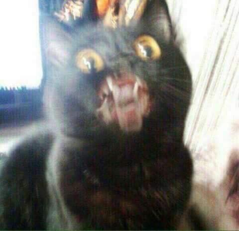 Surprise Anal Cat Blank Meme Template