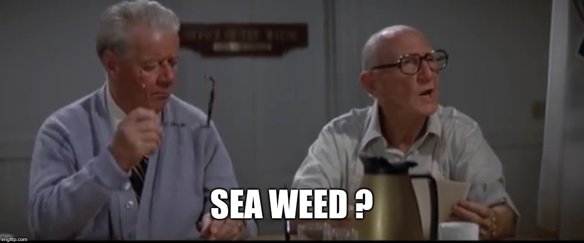 SEA WEED ? | made w/ Imgflip meme maker