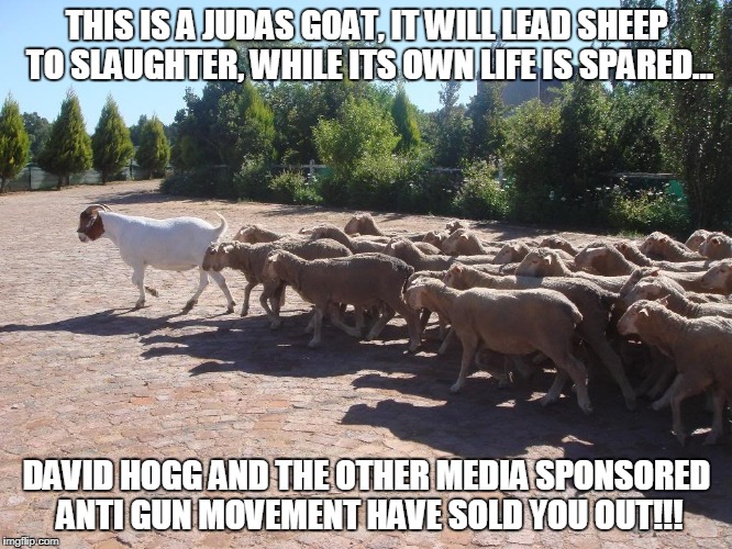 This is a Judas Goat it will lead Sheep to Slaughter, while its own life is spared... | THIS IS A JUDAS GOAT, IT WILL LEAD SHEEP TO SLAUGHTER, WHILE ITS OWN LIFE IS SPARED... DAVID HOGG AND THE OTHER MEDIA SPONSORED ANTI GUN MOVEMENT HAVE SOLD YOU OUT!!! | image tagged in judas goat,david hogg,media,povementropaganda,antigun,m | made w/ Imgflip meme maker