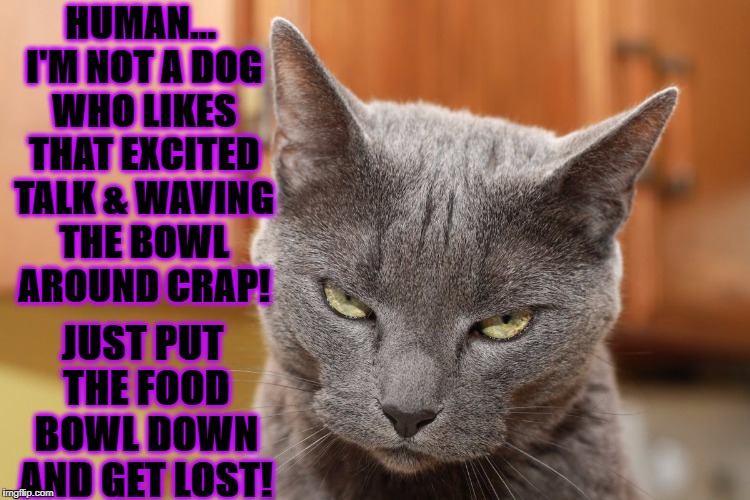 FEED ME & GET LOST | HUMAN... I'M NOT A DOG WHO LIKES THAT EXCITED TALK & WAVING THE BOWL AROUND CRAP! JUST PUT THE FOOD BOWL DOWN AND GET LOST! | image tagged in feed me  get lost | made w/ Imgflip meme maker