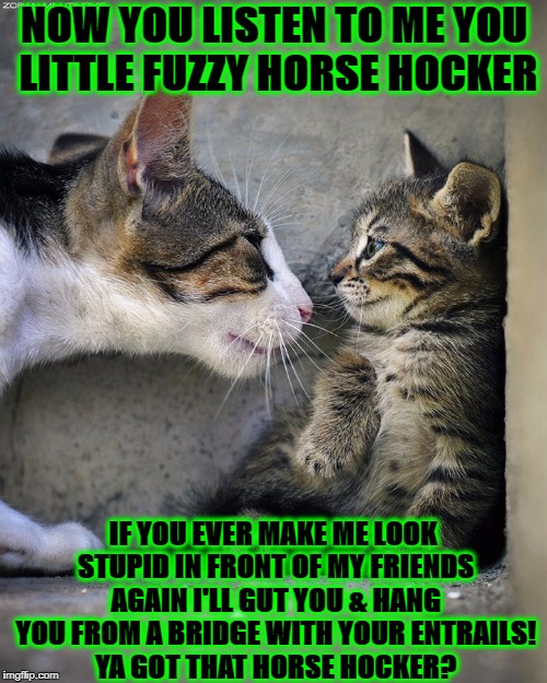 BULLY CAT | NOW YOU LISTEN TO ME YOU LITTLE FUZZY HORSE HOCKER; IF YOU EVER MAKE ME LOOK STUPID IN FRONT OF MY FRIENDS AGAIN I'LL GUT YOU & HANG YOU FROM A BRIDGE WITH YOUR ENTRAILS! YA GOT THAT HORSE HOCKER? | image tagged in bully cat | made w/ Imgflip meme maker