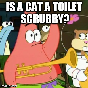 No Patrick Meme | IS A CAT A TOILET SCRUBBY? | image tagged in memes,no patrick | made w/ Imgflip meme maker